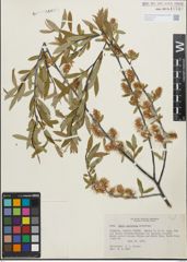 Foto von Salix geyeriana Andersson